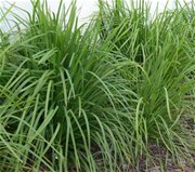 Lomandra Longifolia